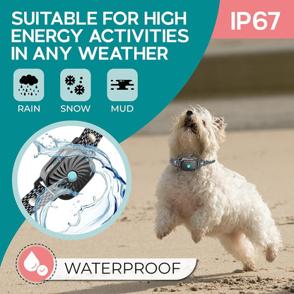 Small Dog Anti-Bark Collar
