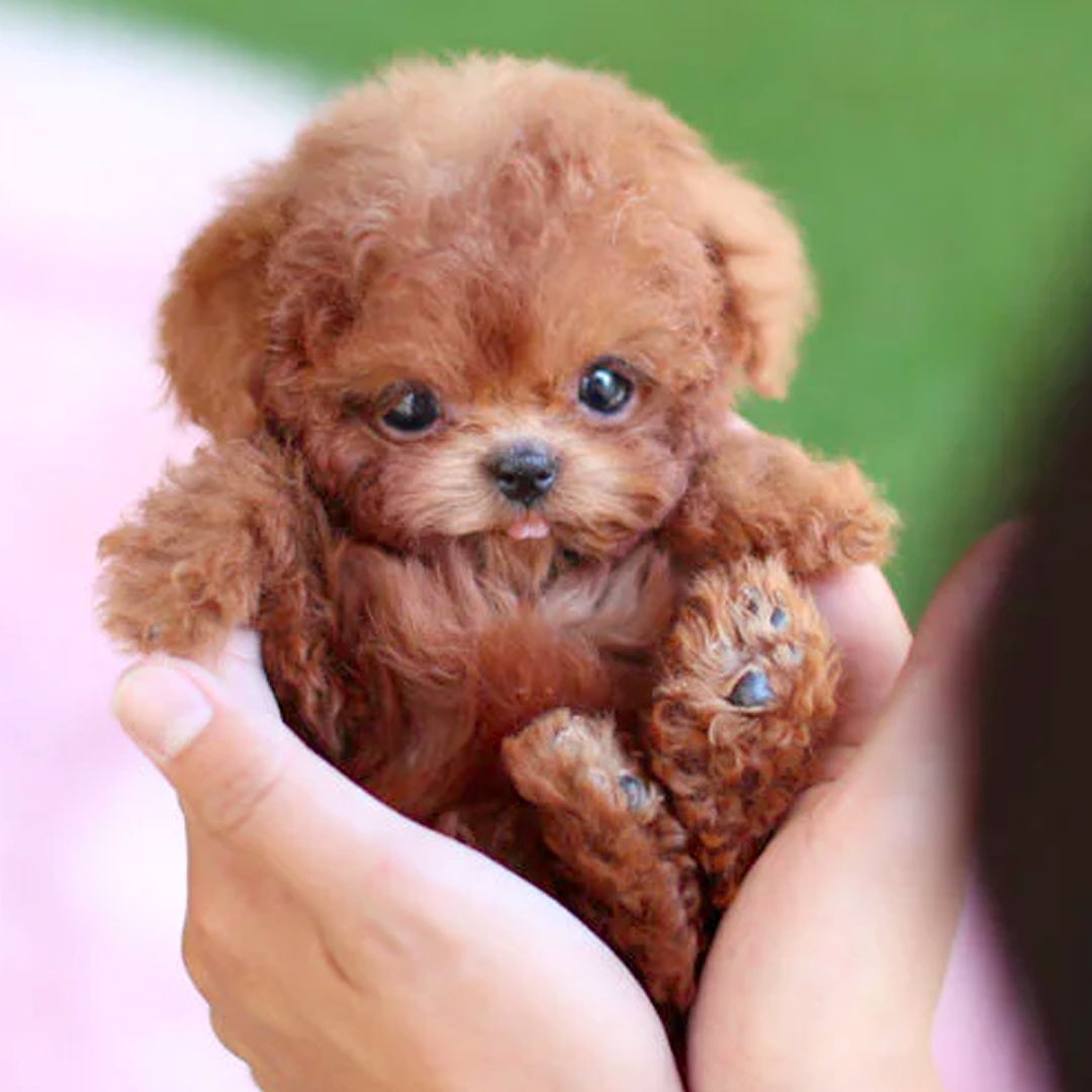 Sound-Activated Interactive Puppy Toy