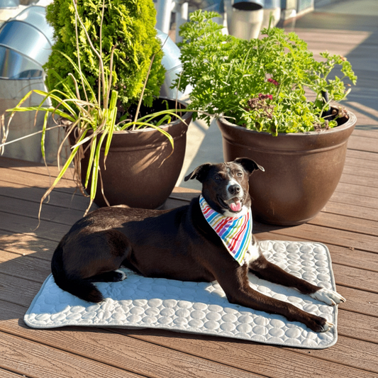 Portable Cooling Mat for Dogs